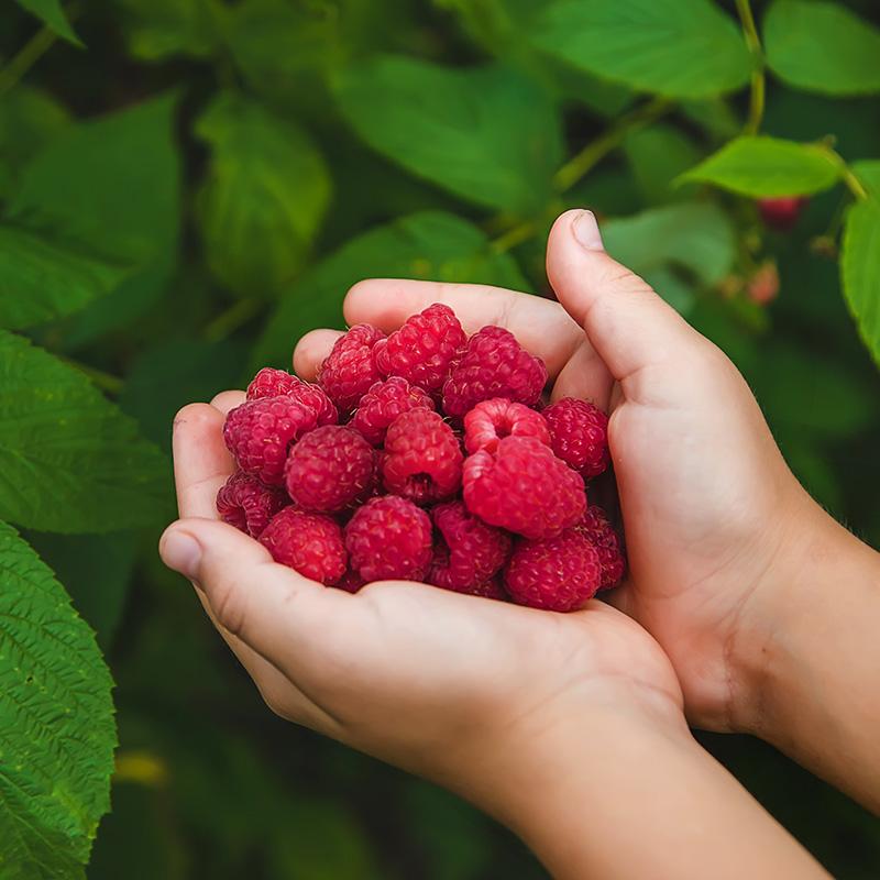 Picking Your Own Raspberries - NARBA