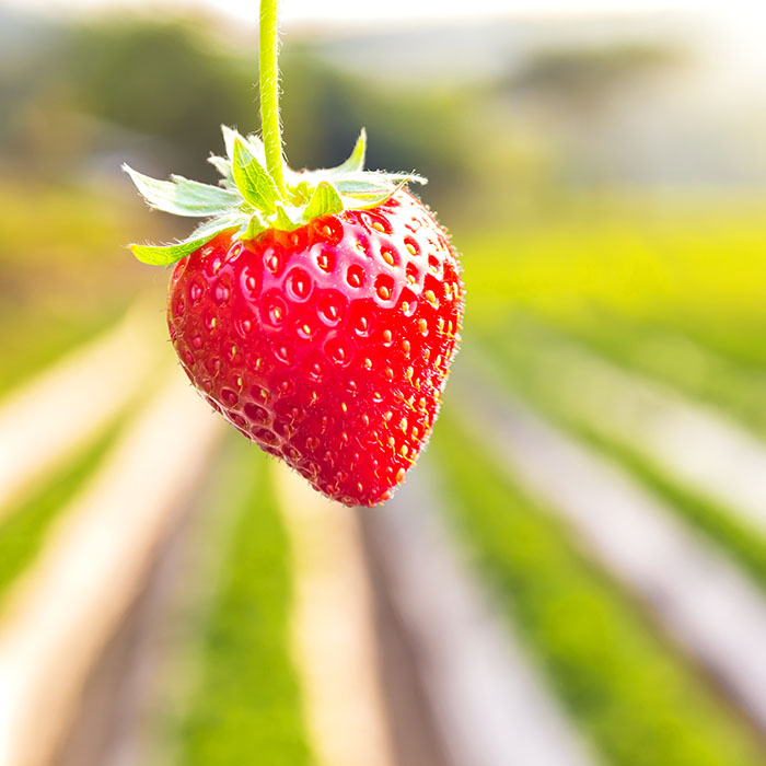 Strawberry with planting strawberry background